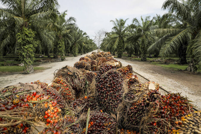 a photo of a load of palm fruits in an orchard