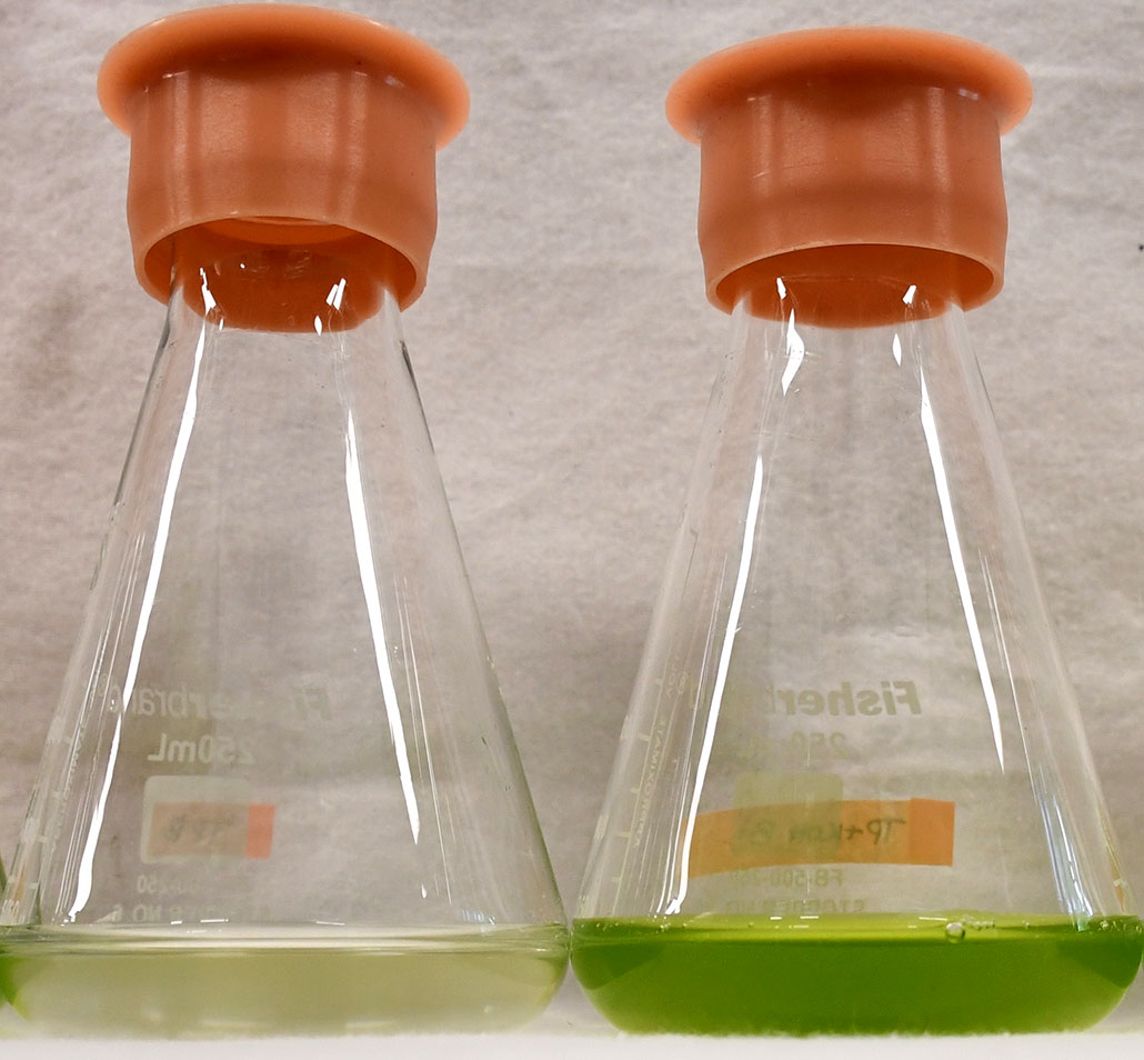 two beakers, one with a pale green liquid on the botom and one with a bright green liquid on the bottom