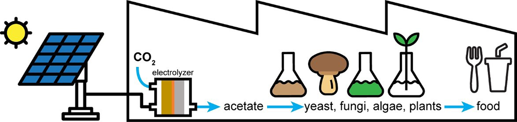 a diagram showing how electricty converts carbon dioxide into acetate as an alternative to photosynthesis