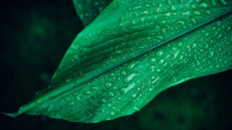 a photo of a very dark green leaf covered in water droplets