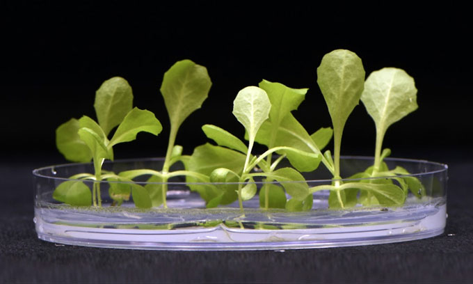 a photo of lettuce seedlings growing from a petri dish
