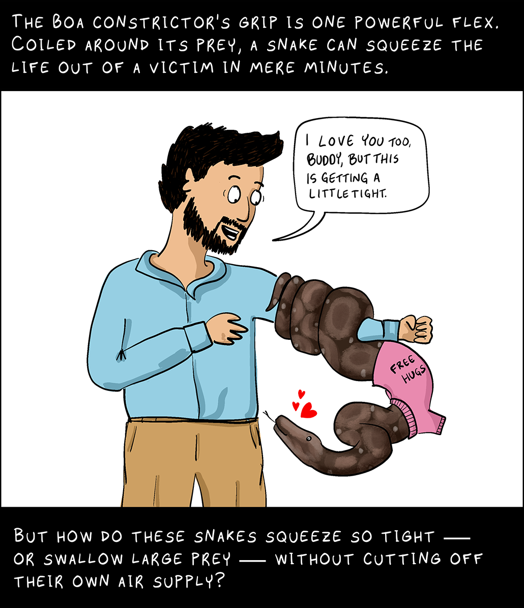 Panel 2. Image: A drawing of a man wearing a blue shirt and brown pants. He has short dark hair and a beard and mustache. He is looking at a boa constrictor wrapped around his arm. The snake is wearing a shirt that says 'Free Hugs' and looking up at the man's face. There are hearts next to the snake. The man is saying 'I love you too, buddy, but this is getting a little tight.' Text (top image): The boa constrictor's grip is one powerful flex. Coiled around it's prey, a snake can squeeze the life out of a victim in mere minutes. Text (bottom image): But how do these snakes squeeze so tight - or swallow large prey - without cutting off their own air supply?
