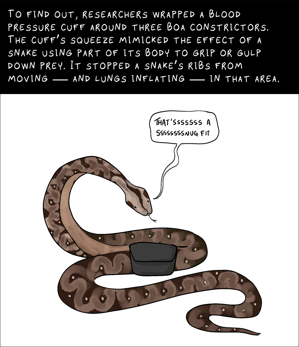 Panel 3. Text above: To find out, the researchers placed a blood pressure cuff on three boas.  The compression of the cuff mimicked the effect of a snake using part of its body to grab or swallow its prey.  This stopped the movement of the snake's ribs and the inflation of the lungs in that area.  Image: Boa constrictor with blood pressure cuff.  The snake says 