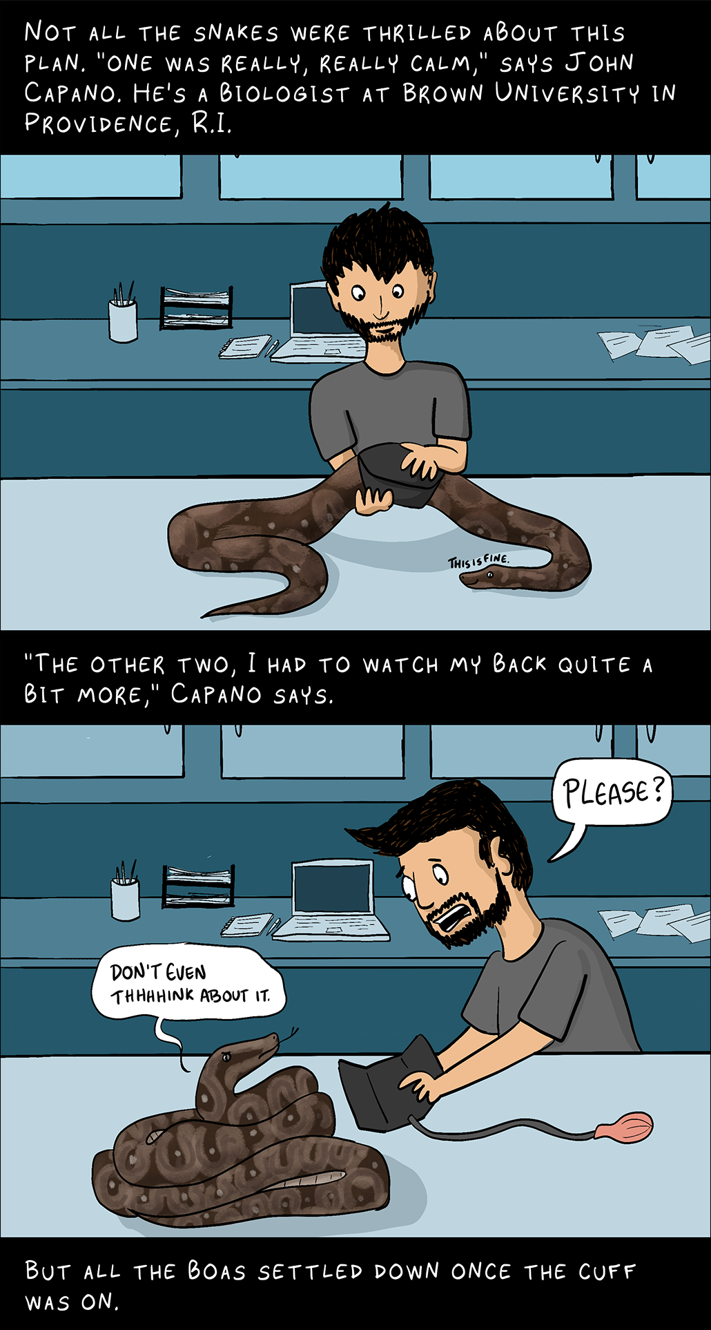 Panel 4. Top text: Not all snakes were enthusiastic about this plan.  “One of them was very, very calm,” says John Capano.  He is a biologist at Brown University in Providence, Rhode Island.  An image of John, the man seen in panel 2, handcuffs a snake resting quietly on a table.  The snake says, 