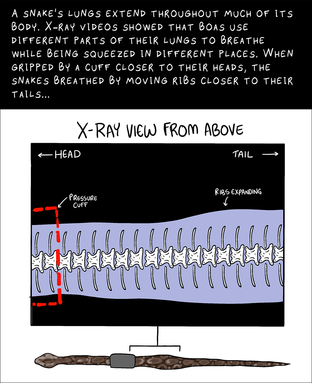 Panel 5. Top text: A snake's lungs extend throughout much of its body. X-ray videos showed that boas use different parts of their lungs to breathe while being squeezed in different places. When gripped by a cuff closer to their heads, the snakes breathed by moving ribs closer to their tails.... Image: An x-ray view of a snake abdomen from above. The pressure cuff is on the snake to the left of the image. To the right, towards the tail, the abdomen is wider and is labeled 'Ribs expanding'