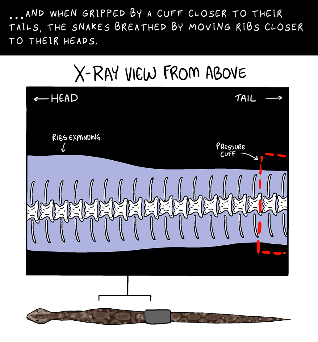 Panel 6. Top text: ... And when gripped by a cuff closer to their tails, the snakes breathed by moving ribs closer to their heads. Image: X-ray view from above showing the cuff to the right of the x-ray, towards the tail. To the left, toward the head, ribs are expanding.