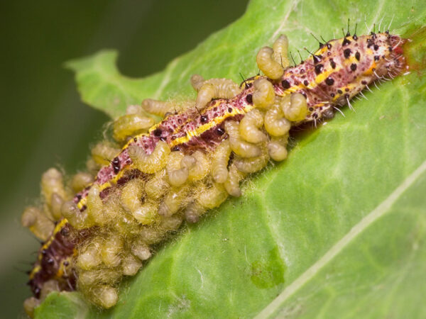 a photo of wasp larvae hatching out of eggs embedded in a caterpillar. The larvae resemble small yellow maggots.