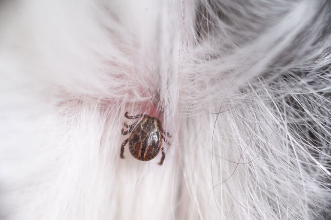 a photo of a tick biting an animal 