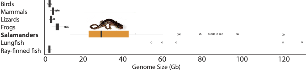 a graph showing how much larger genome size in salamanders