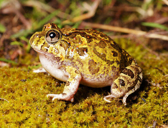 a photo of a very plump green and brown frog sitting on moss