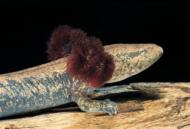 a photo of the front half of a common mudpuppy resting on a piece of wood. It has mottled brown and black skin and feathery red gills behind it's head