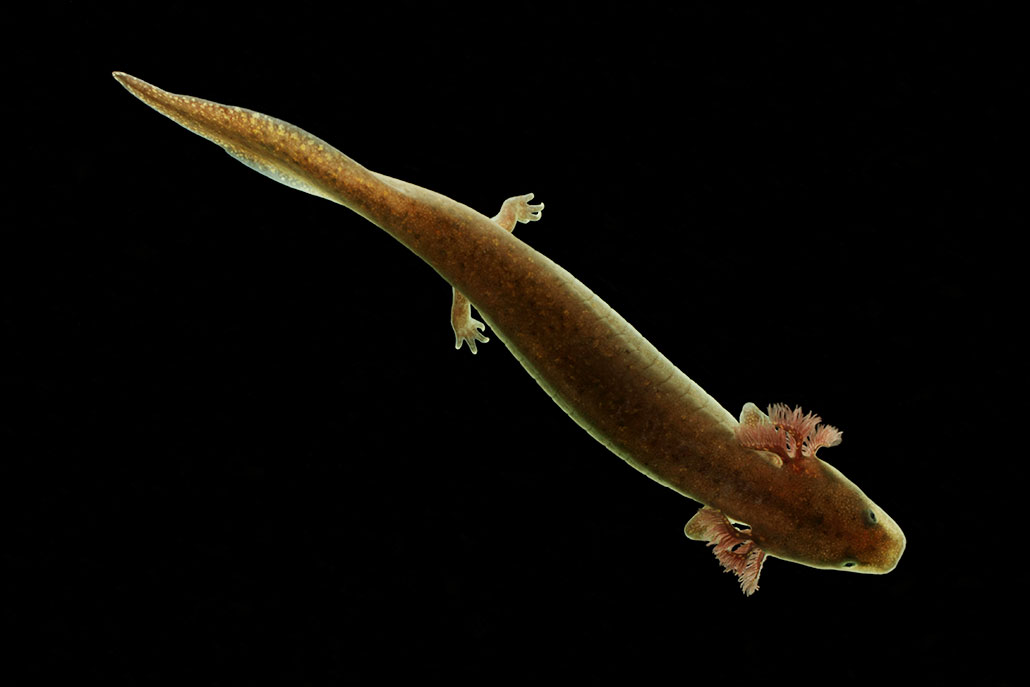 a photo of a dwarf waterdog, it's back feet are visible.