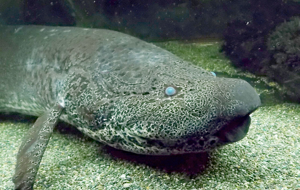 a photo of a lungfish inside an aquarium. It has a long body shape, fins near the head and cloudy blue eyes.
