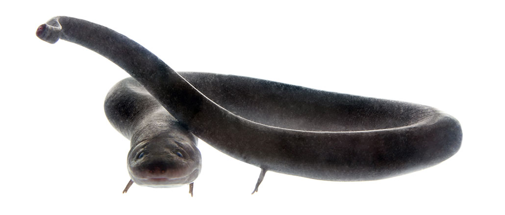 a photo of a long dark grey salamander against a white background. It has two tiny appendages at the front and back of its body. These end in two tiny toes.