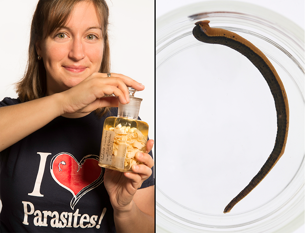 a composite photo showing Anna Phillips holding a jar of perserved worms on the left. She has fair skin, blue eyes, brown hair and a big smile. Her shirt says 'I love Parasites!' On the right is a new species of leech in a petri dish.