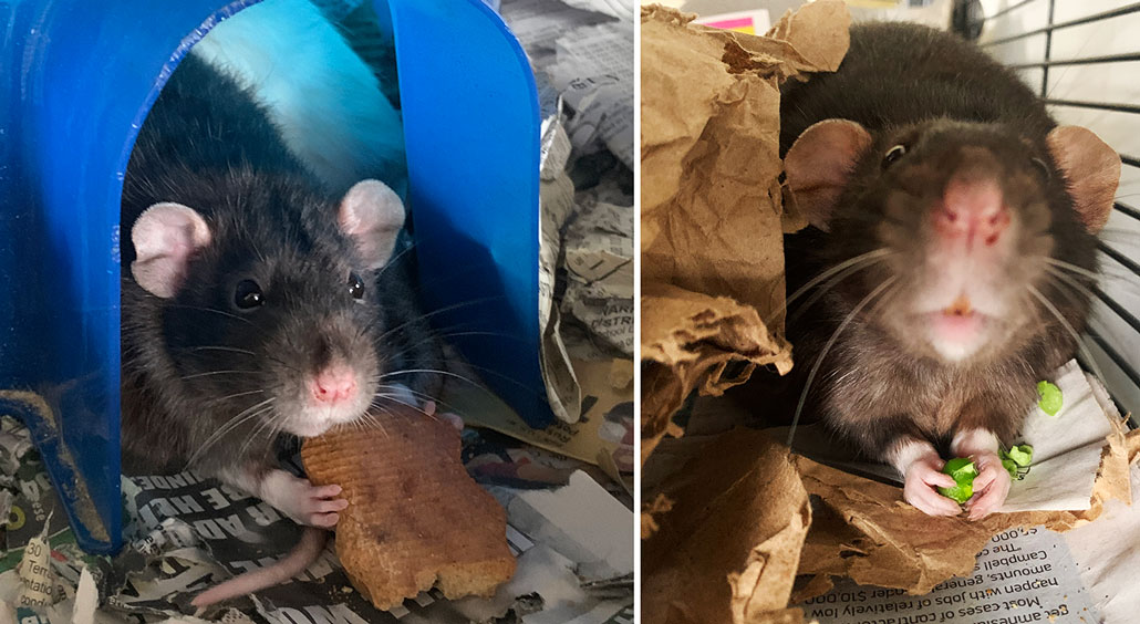 a composite photo showing a rat in a blue igloo eating a cookie, and the same rat sniffing at the camera while holding a green vegetable