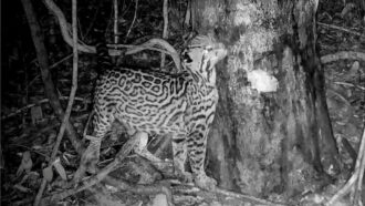 A black and white image shows a large spotted cat rubbing its cheek against the trunk of a tree