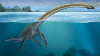 A water color illustration of a plesiosaur swimming in clear waters. The body of the plesiosaur is underwater, the head and neck are above the water. Then neck appears much longer than the body.