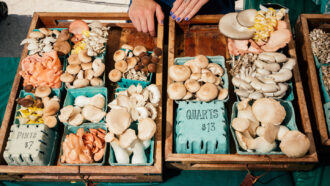 wooden boxes on a table are filled with smaller cardboard boxes with different types and colors of mushrooms