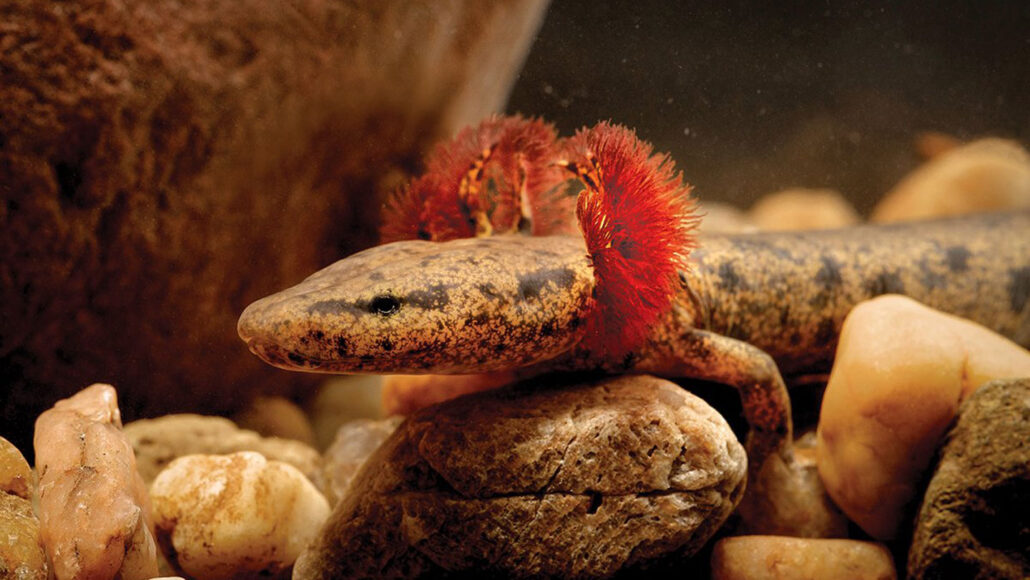 A underwater photo of a Neuse River waterdog, a salamander with mottled brown and tan skin and red gill tufts just behind its head. It is resting on a bed of river rocks.