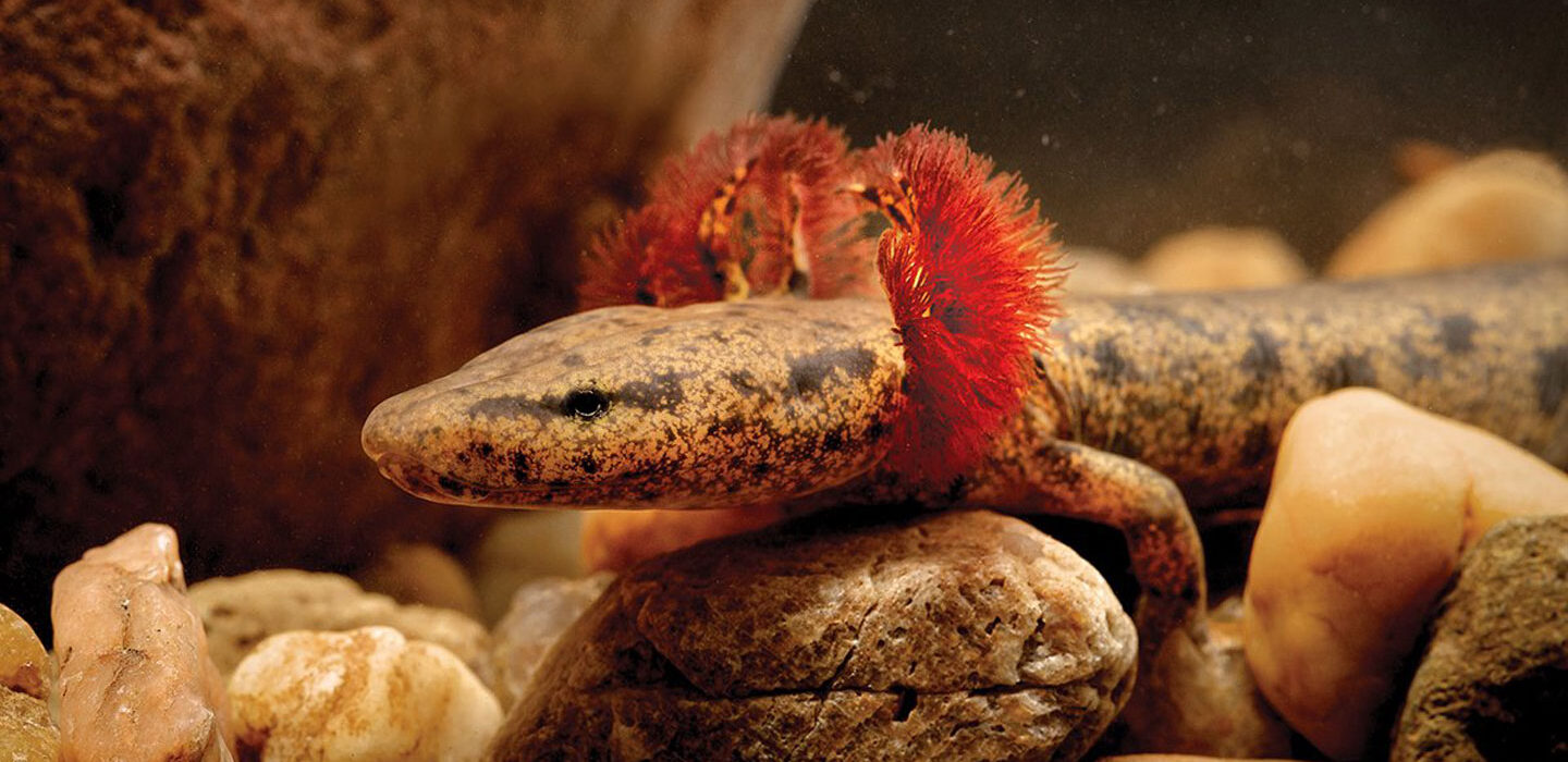 A underwater photo of a Neuse River waterdog, a salamander with mottled brown and tan skin and red gill tufts just behind its head. It is resting on a bed of river rocks.