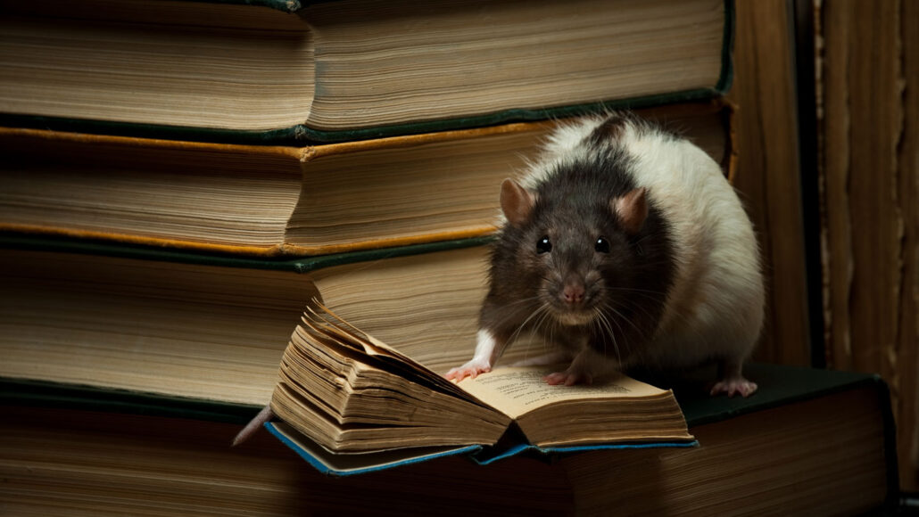 Rats can chronicle human history