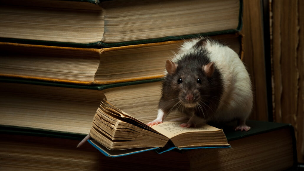 a black and white rat standing on a stack of books has one book open in front of it