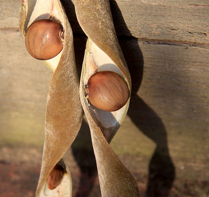 photograph of American wisteria seed pods showing how the wood curls into a spiral as it dries.