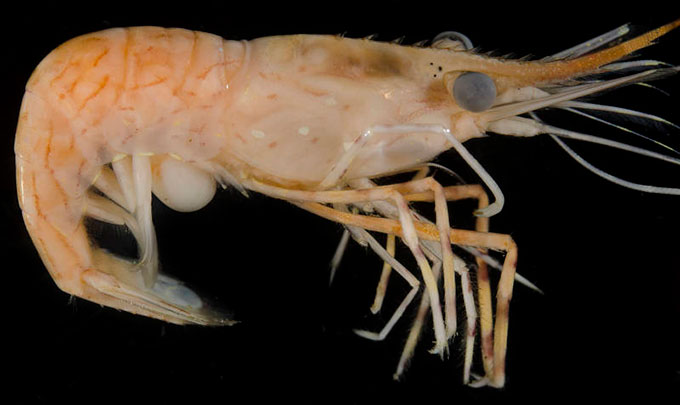a photo of a dead shrimp against a black background. There is a round blob on the underside of the shrimp, close to where the shrimp tail begins.