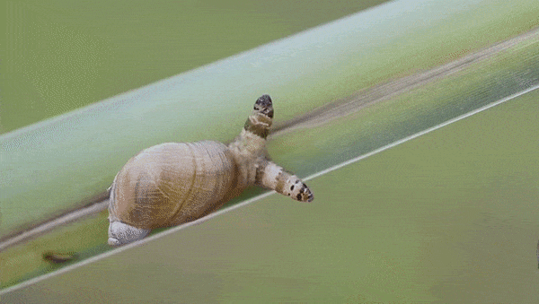 an animated image showing a snail infected with a helminth parasite, causing the snail's banded tentacles (protruding from its head) to pulsate and change patterns. The snail is on a green leaf.