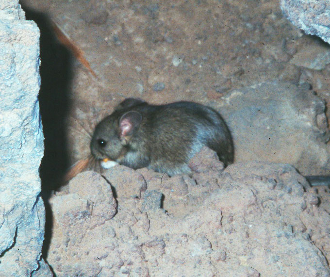 a brown rat huddles among among dirt and stone