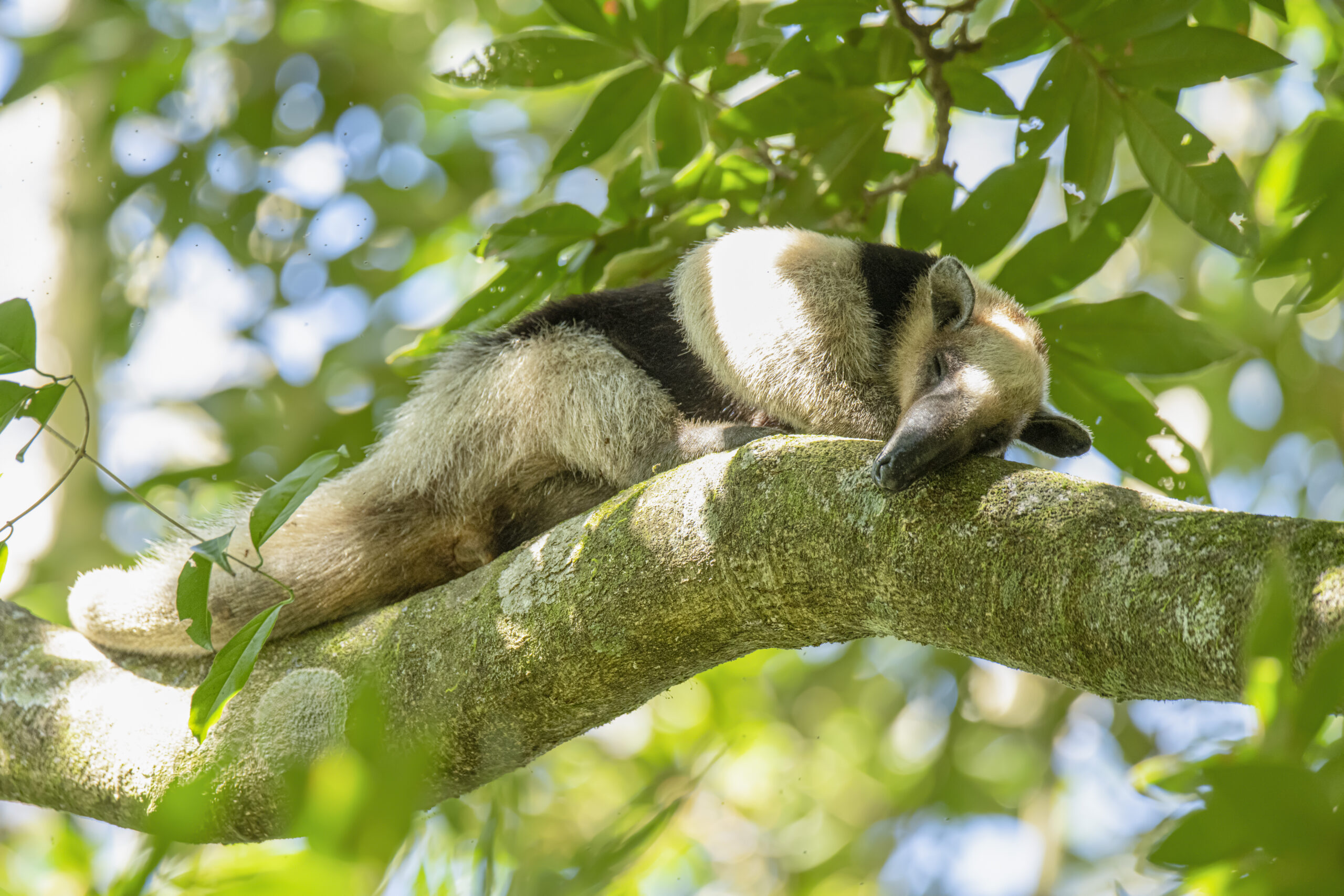 black and white anteater lies on a sunlit tree branch 