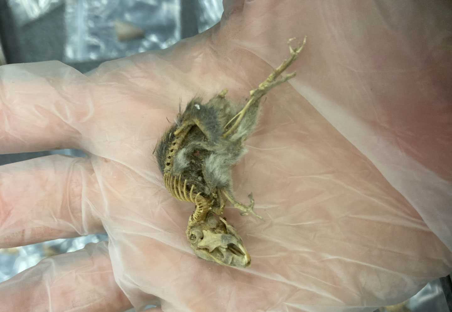 a hand wearing a plastic glove holds the skeleton of a rat that has tufts of fur clinging to it