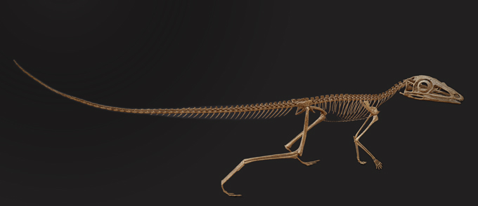reconstruction of a Scleromochlus taylori skeleton