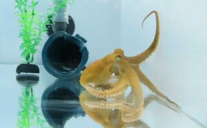 an octopus in a tank explores the a wall with its tentacles