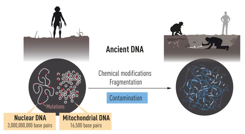 a diagram showing how ancient nuclear and mitochondrial DNA can fragment and be contaminated over time 