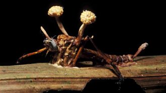 a photo of two fungal bodies, with stalks and cauliflowered globes on the top, bursting out of a dead insect
