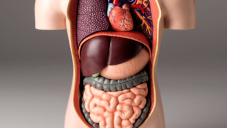 a plastic model shows the arrangement of organs in the human torso