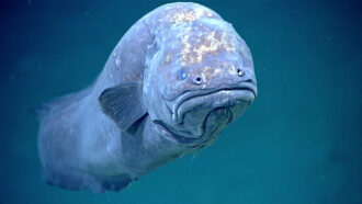 an underwater photo of a very large grumpy looking fish looking at the camera