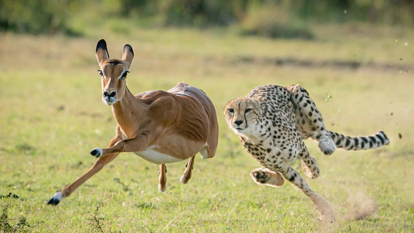 a cheetah chases an antelope across a grassland