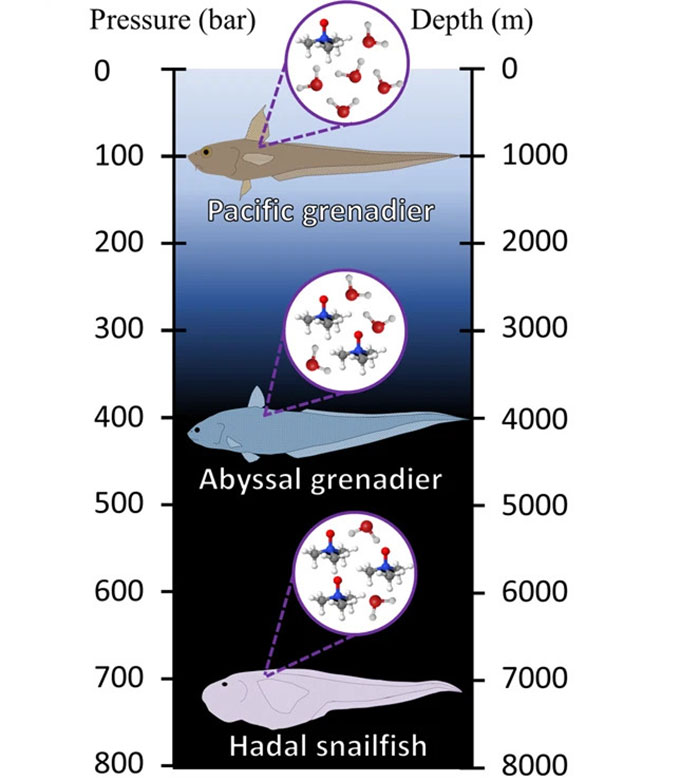 a graph showing a fish at various depths and water pressures, There is a Pacific grenadier fish at 100 bar pressure and 1000 meters depth, an Abyssal grenadier at 400 bar pressure and 4000 meters depth and a Hadal snailfish at 700 bar pressure and 7000 meters depth