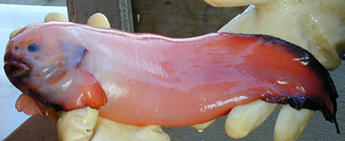 a photo of gloved hands holding a pink snail fish, a deep sea fissh that has a blobby front end that tapers into a narrow backend