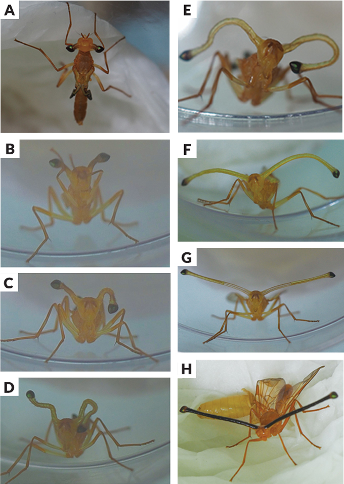 A collage of images capturing a male fruit fly's eyes extending. The first image shows the eyes only slightly bugging out of the head. Subsequent images show the stalks growing longer, first curly and then long and straight