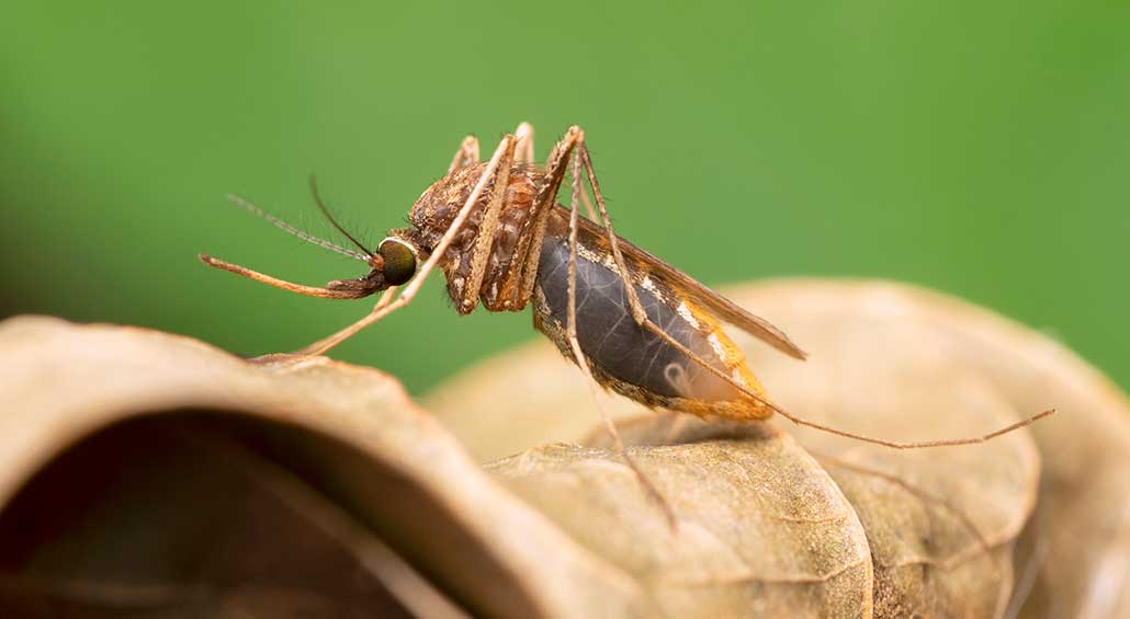 An Anopheles gambiae, the primary malaria-carrying mosquito in Africa, sitting on a brown leaf.