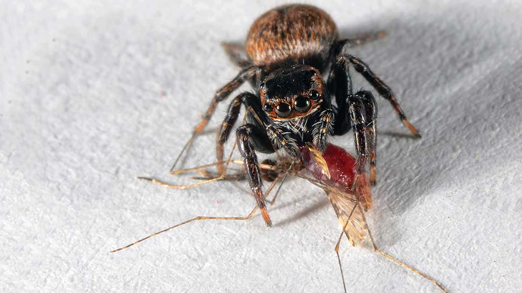 If mosquitoes vanished, would we miss them? Vampire spiders might