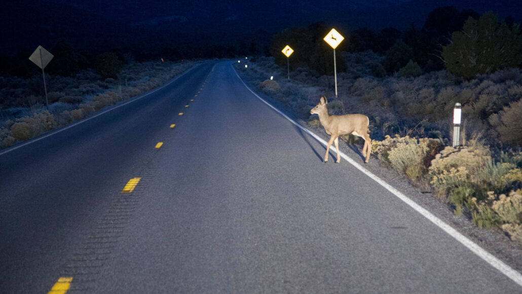 A car's headlights reveal a deer crossing a two-lane road, with deer crossing signs in the background.