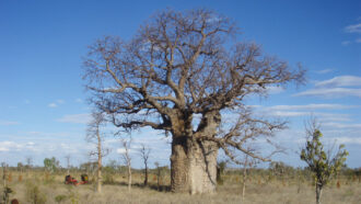 A photo of a large boab tree in the center with several smaller trees spread out around it
