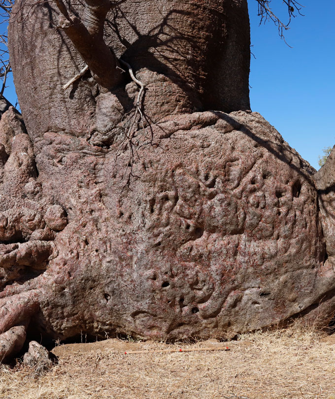 A photo of a lower section of a boab tree with some of the engravings visible