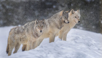 three gray wolves standing in the snow