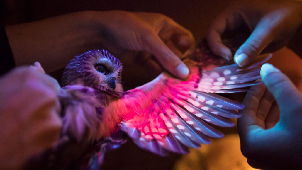 the wing of an owl held open by two hands glows pink under blue light